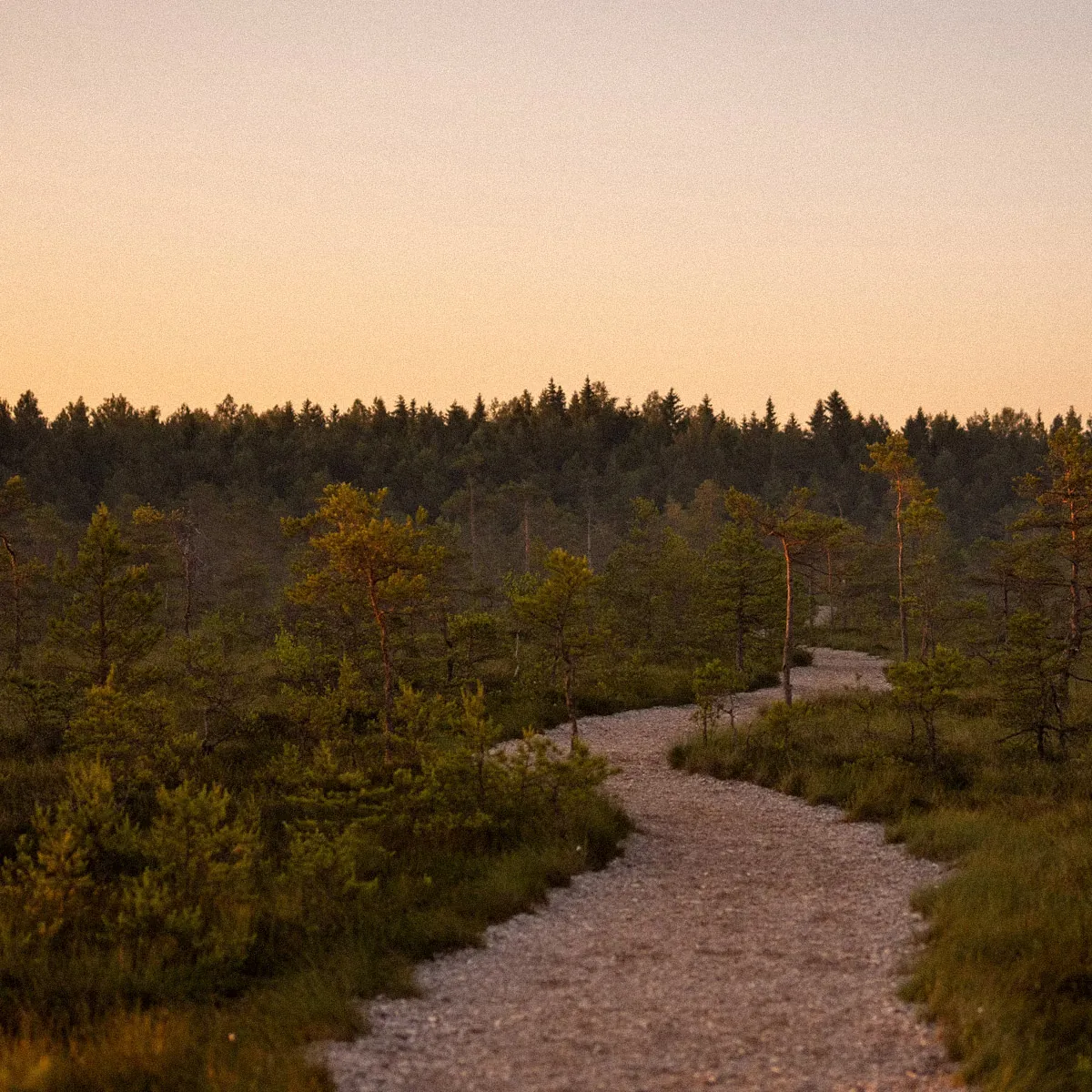 A gravel path winding through a Finnish forest at dusk